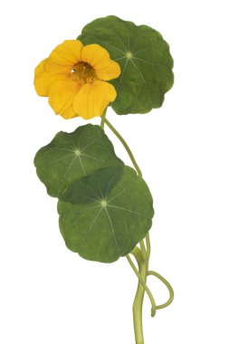 izole nasturtium çiçek