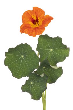 izole nasturtium çiçek