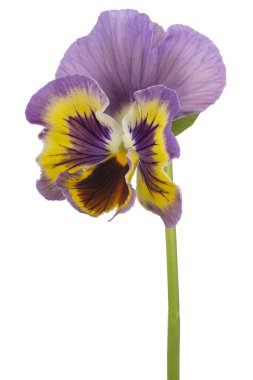 Viyola çiçek izole