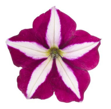 Petunya çiçek izole