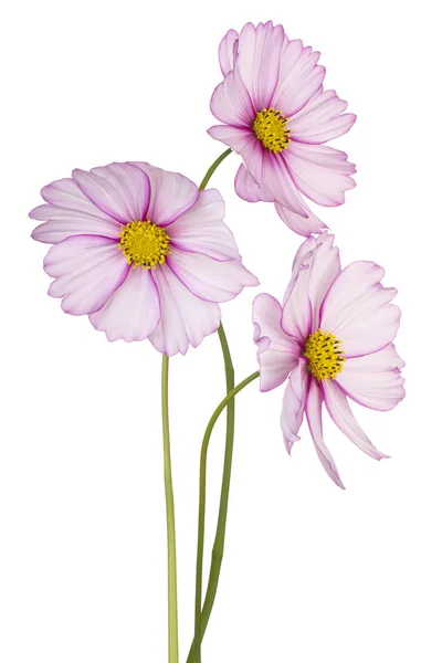 Cosmos Fiore isolato — Foto Stock