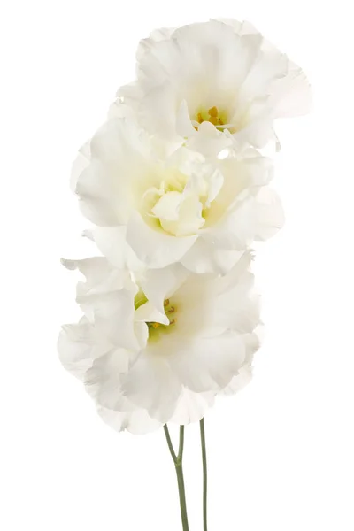 Eustoma bloem geïsoleerd — Stockfoto