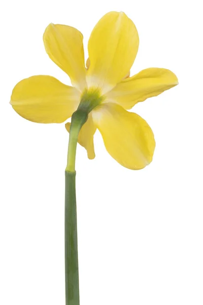 Narciso fiore isolato — Foto Stock