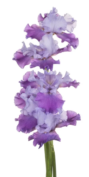 Iris flower isolated — Stock Photo, Image