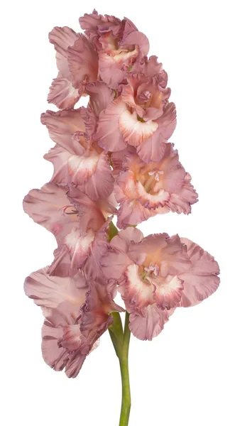 Gladiolus virág elszigetelt — Stock Fotó