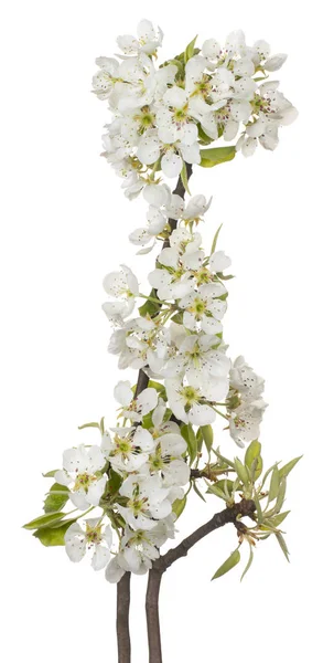 Plum flowers isolated — Stock Photo, Image