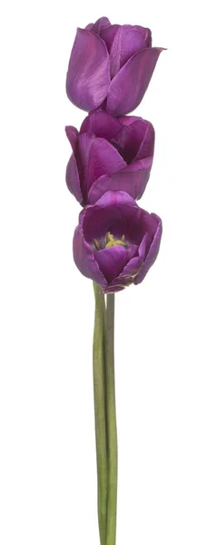 Flor de tulipán aislada — Foto de Stock