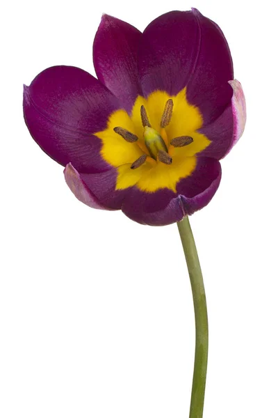 Flor de tulipa isolada — Fotografia de Stock