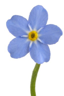 Myosotis çiçeği izole.