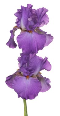 izole iris çiçeği
