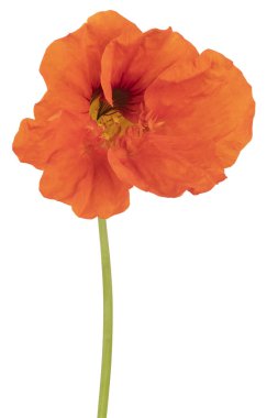 izole nasturtium çiçek