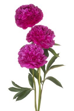 izole Şakayık çiçeği