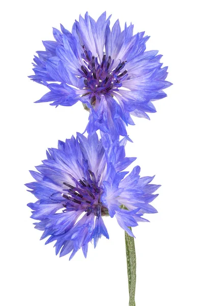 Cornflower isolated — Stock Photo, Image