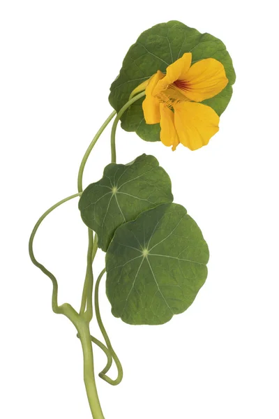 Fleur de nasturtium isolée — Photo