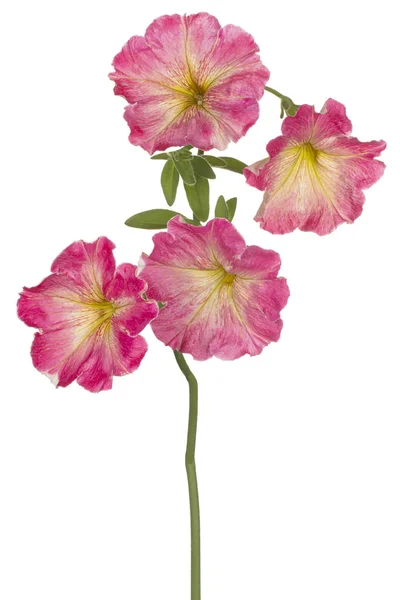 Flor de Petunia aislada — Foto de Stock