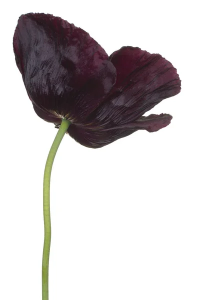 Flor de amapola aislada — Foto de Stock