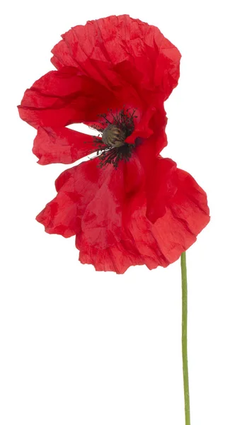 Poppy flower isolated — Stock Photo, Image