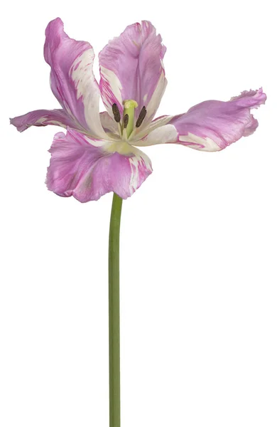 Tulipano fiore isolato — Foto Stock