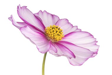 İzole cosmos çiçek