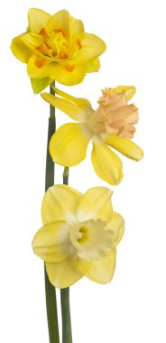 izole nergis çiçek