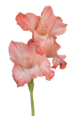 Glayöl çiçek izole