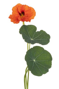 izole nasturtium çiçek