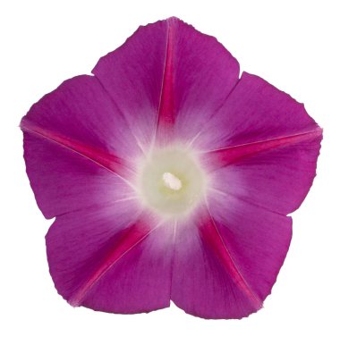 izole Ipomoea çiçek