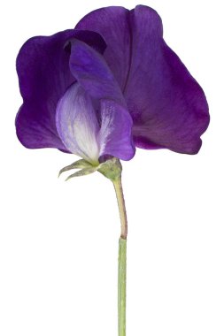 sweet pea flower isolated clipart