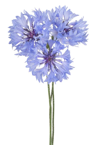 Cornflower isolated — Stock Photo, Image