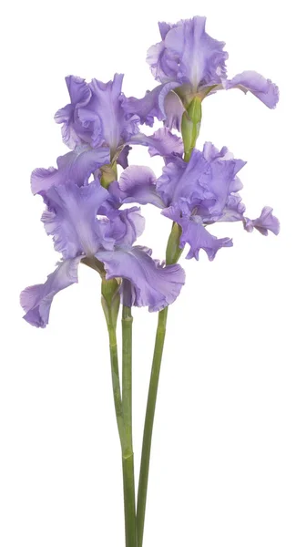 Iris fiore isolato — Foto Stock