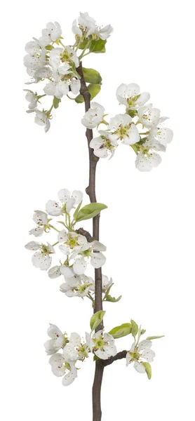 Pear blossom isolated — Stock Photo, Image