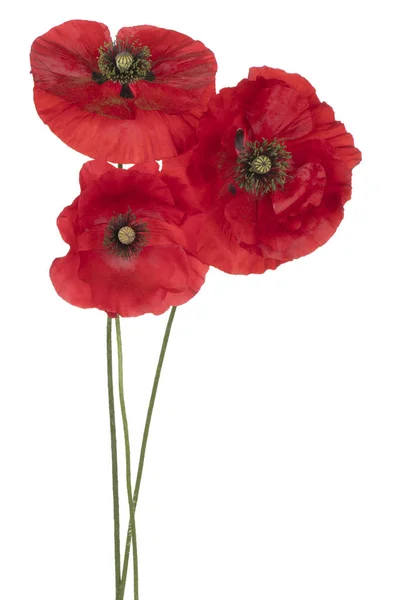 Poppy flower isolated — Stock Photo, Image