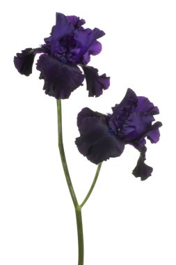 izole iris çiçeği