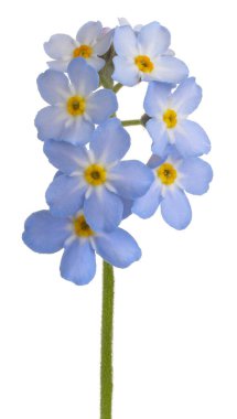 Myosotis çiçeği izole.