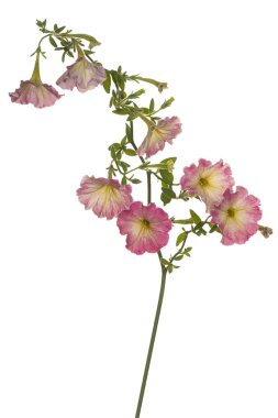 Petunya çiçek izole