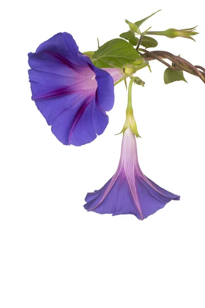 Flor de ipomoea isolada — Fotografia de Stock