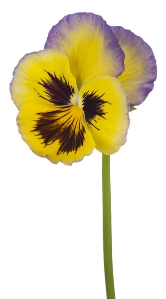 Виола цветок изолирован — стоковое фото