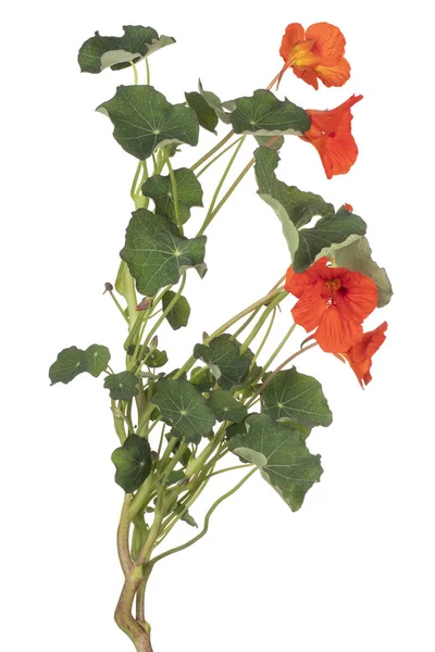 Nasturtium flower isolated — Stock Photo, Image