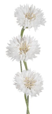 izole Peygamber Çiçeği