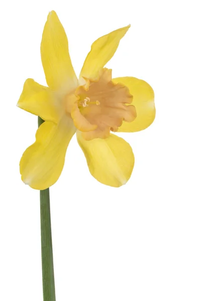 Λουλουδιών Daffodil απομονωμένες — Φωτογραφία Αρχείου