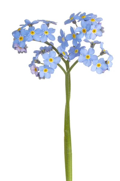 Myosotis flower isolated — Stock Photo, Image