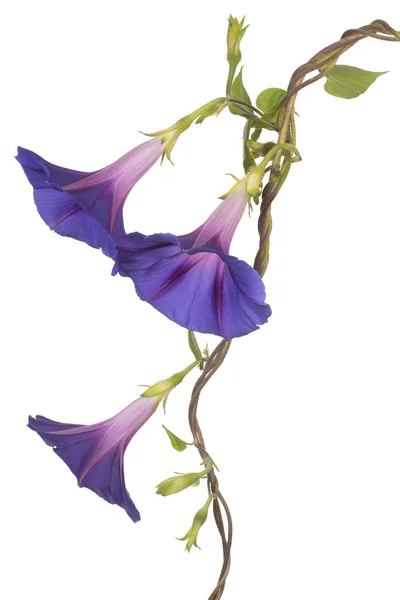 Flor de ipomoea isolada — Fotografia de Stock