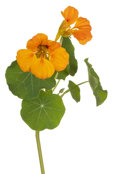Fleur de nasturtium isolée — Photo
