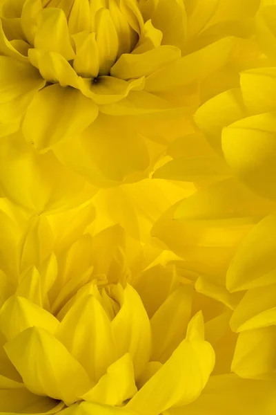 Studio Colpo Giallo Colorato Dahlia Fiore Sfondo Macro — Foto Stock