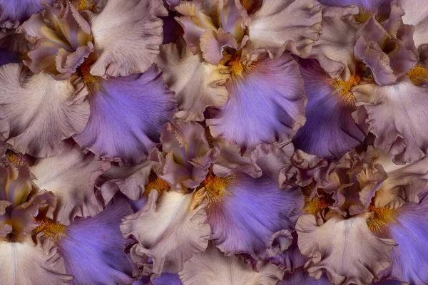 Studio Skott Bruna Och Blå Färgade Iris Blommor Bakgrund Makro — Stockfoto