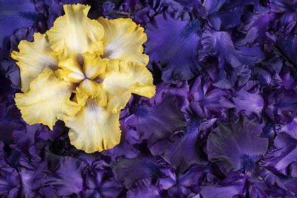 Strzał Studio Niebieski Żółty Iris Kolorowe Kwiaty Tła Makro Szczelnie — Zdjęcie stockowe