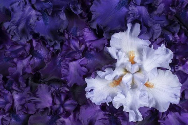 Studio Shot Fleurs Iris Bleu Lilas Fond Macro Gros Plan — Photo