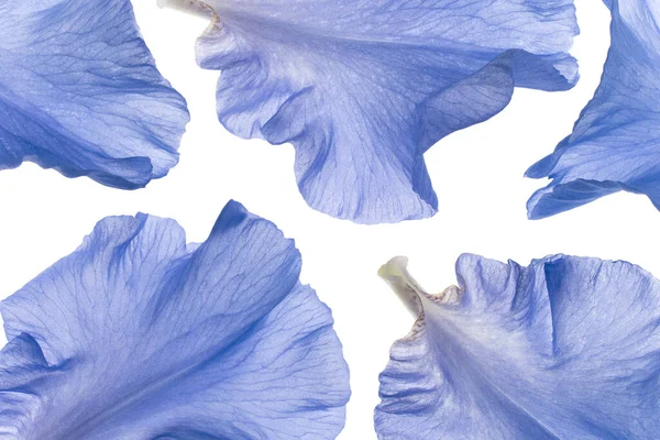 Studio Shot Blue Colored Iris Petals White Background Inglês Grande — Fotografia de Stock