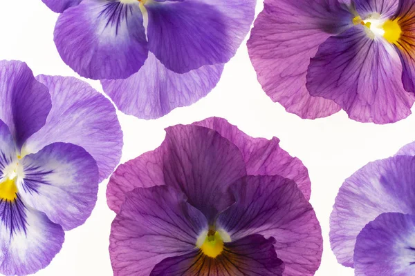 Studio Skott Blå Färgade Pansy Blommor Vit Bakgrund Stort Skärpedjup — Stockfoto