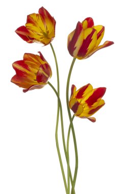 Beyaz arka plan üzerinde izole kırmızı ve sarı renkli Lale çiçek stüdyo çekim. Büyük derinlik-in tarla (Dof). Makro. Yakın çekim.